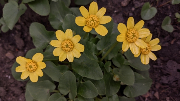 Чистяк весенний ficaria verna