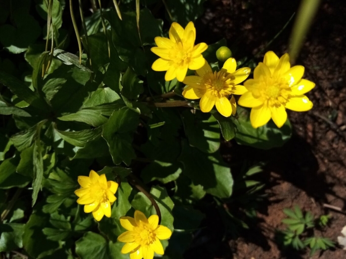 Чистяк весенний ветреница