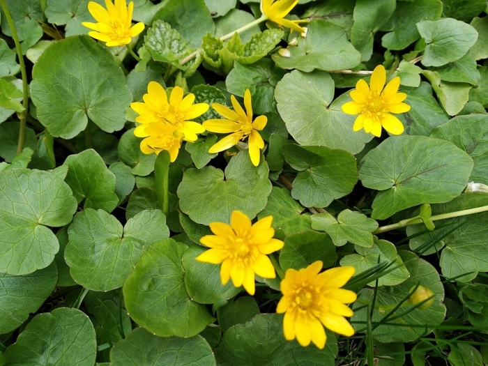 Чистяк весенний ficaria verna