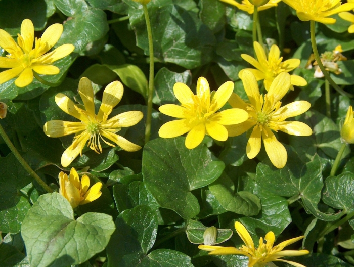 Чистяк весенний (ranunculus ficaria)