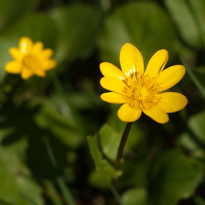 Чистяк весенний ficaria verna