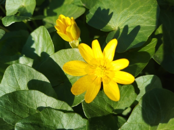 Чистяк весенний ficaria verna