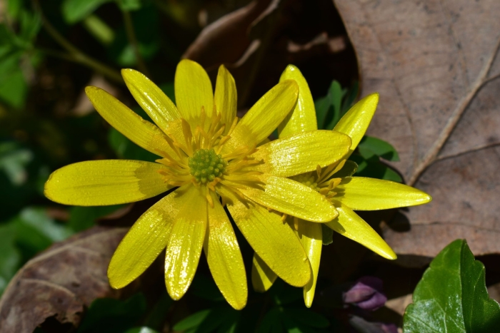 Первоцвет чистяк