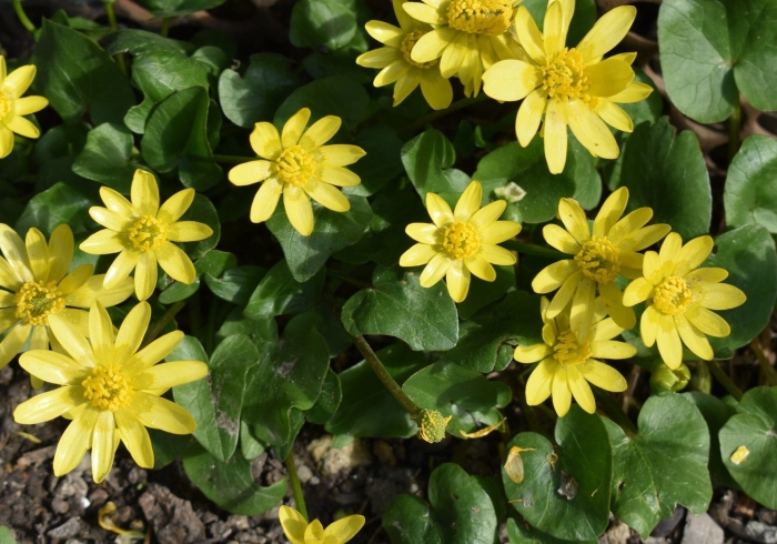 Чистяк весенний ficaria verna