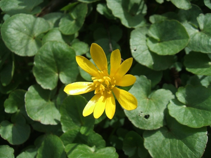 Чистяк весенний ficaria verna