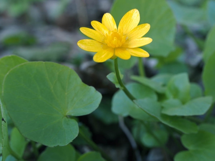 Чистяк весенний ficaria verna