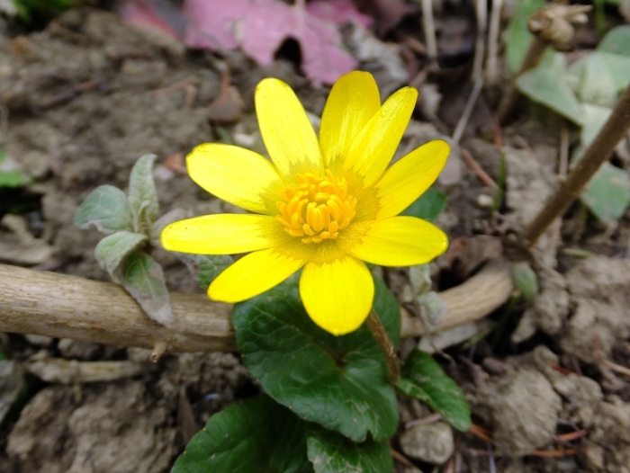 Лютик весенний чистяк