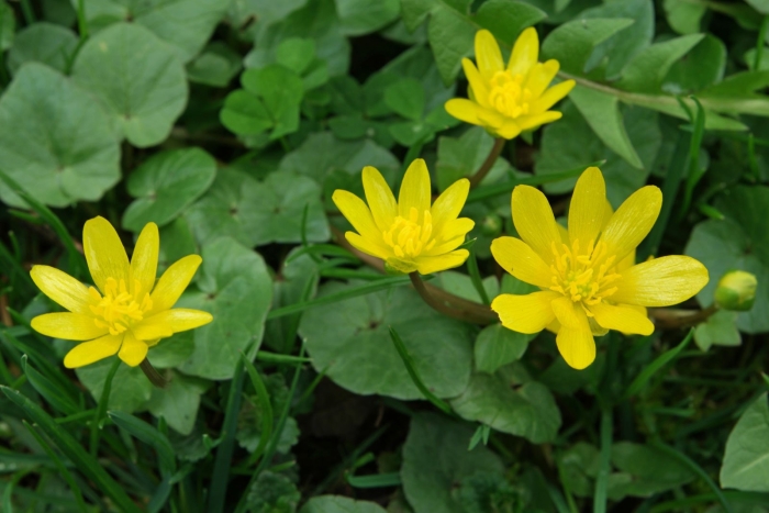 Чистяк весенний ficaria verna