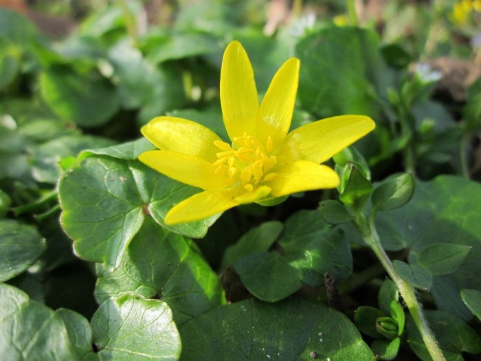 Чистяк весенний ficaria verna