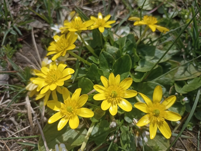 Чистяк весенний ficaria verna