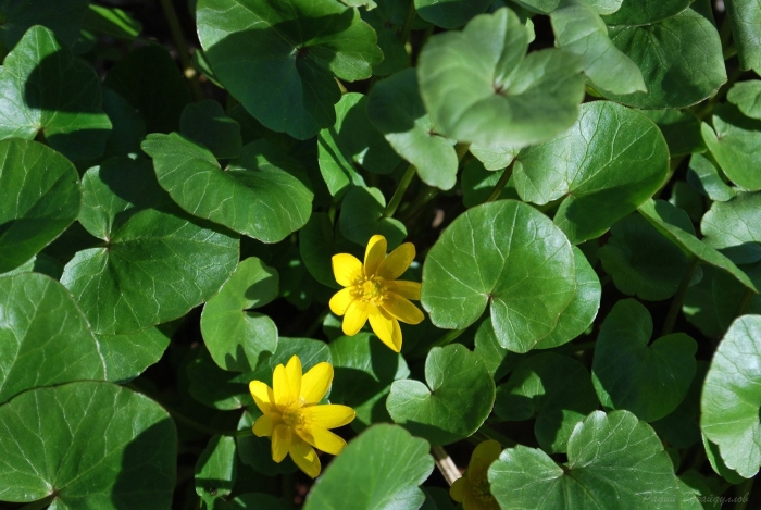 Чистяк весенний ficaria verna