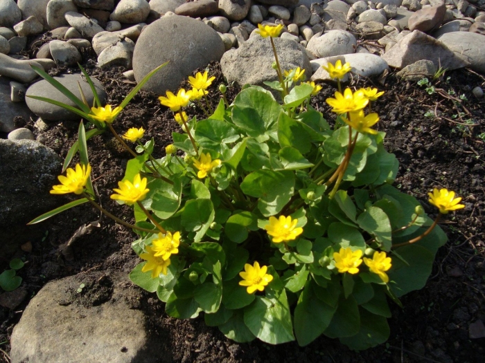 Чистяк весенний ficaria verna