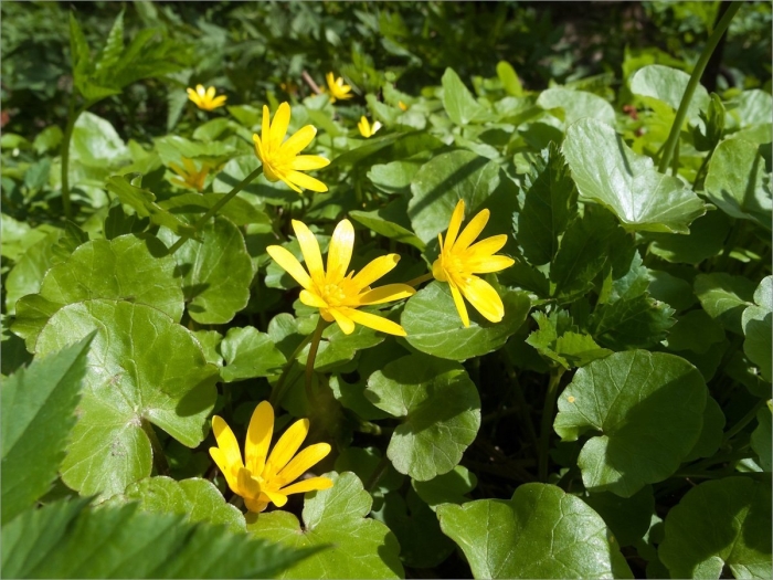 Чистяк весенний ficaria verna