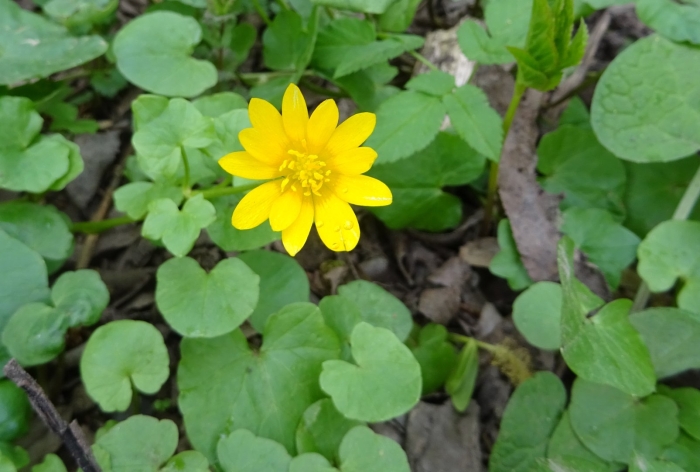 Чистяк весенний ficaria verna