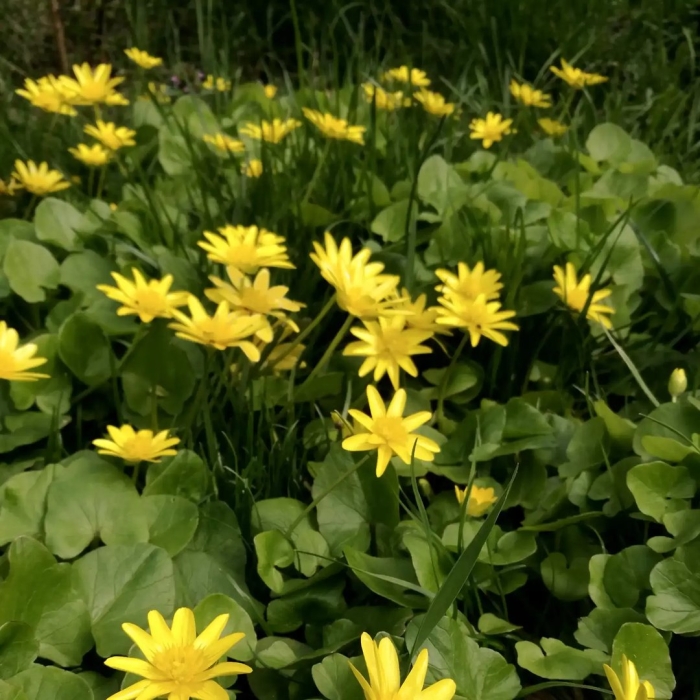 Чистяк весенний ficaria verna