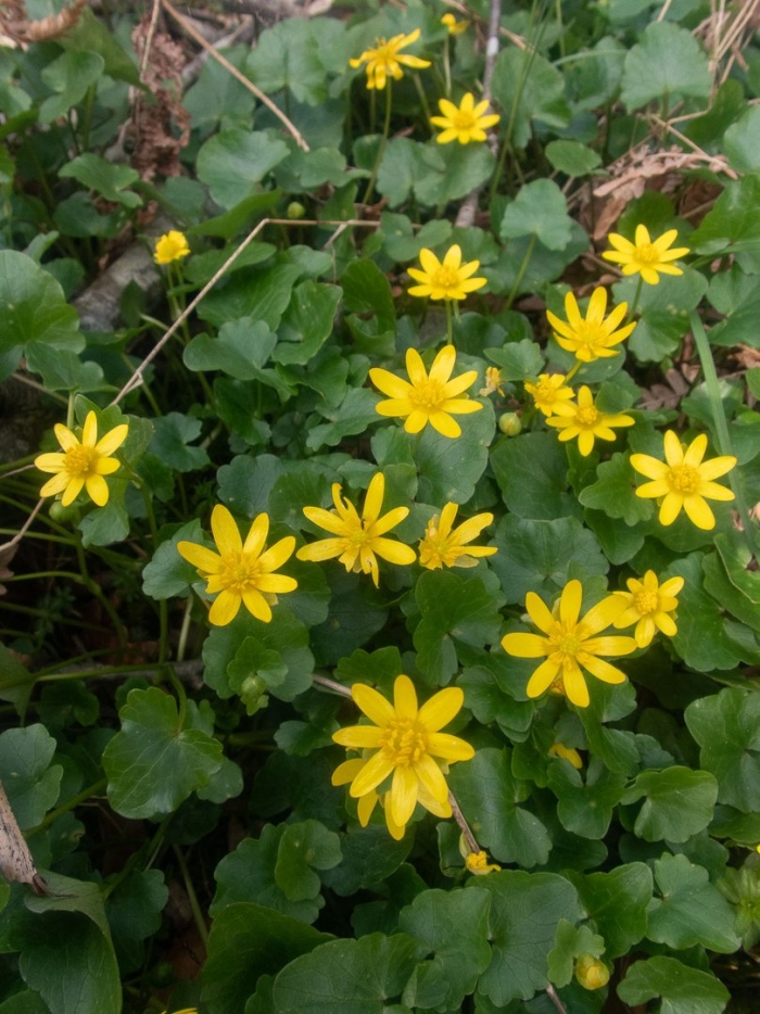 Чистяк весенний ficaria verna