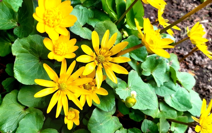 Чистяк весенний ficaria verna