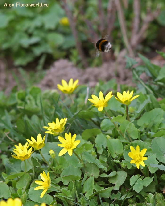 Чистяк весенний ficaria verna