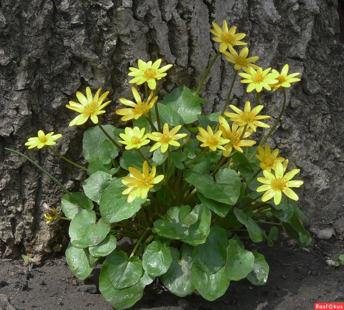 Чистяк весенний ficaria verna