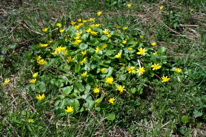 Чистяк весенний ficaria verna