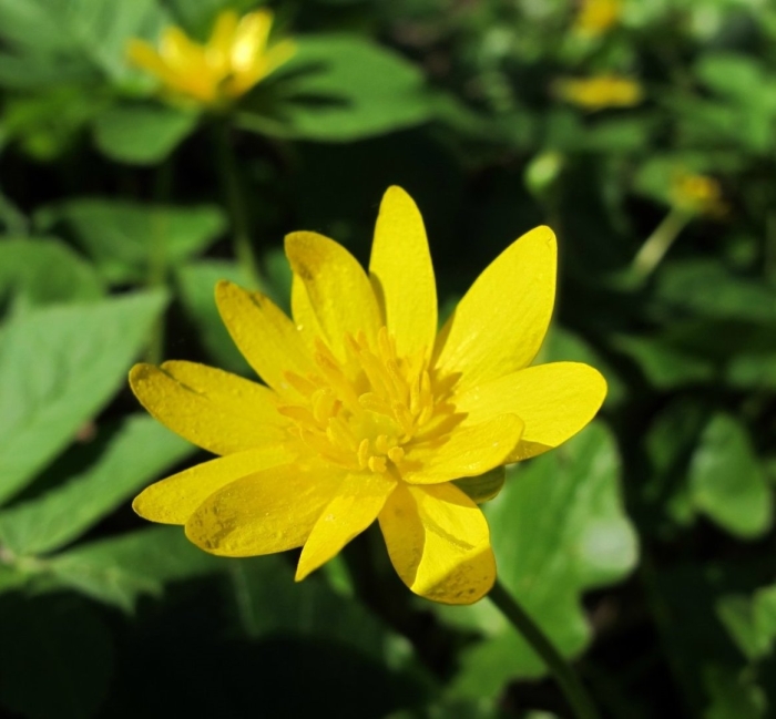 Лютик весенний чистяк