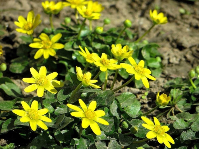 Чистяк весенний ficaria verna