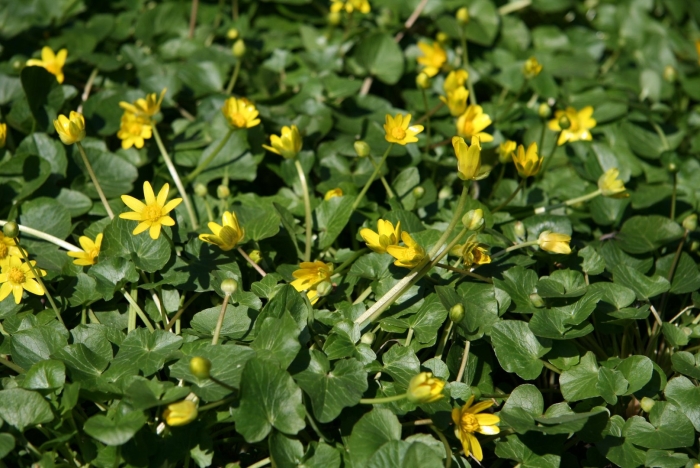 Чистяк весенний ficaria verna