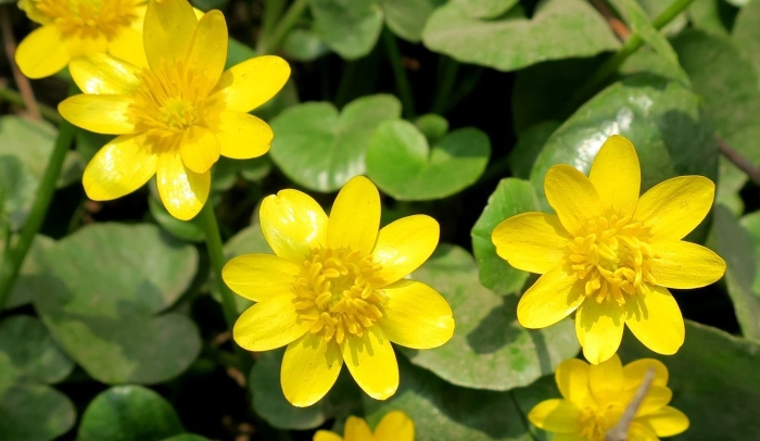 Чистяк весенний ficaria verna