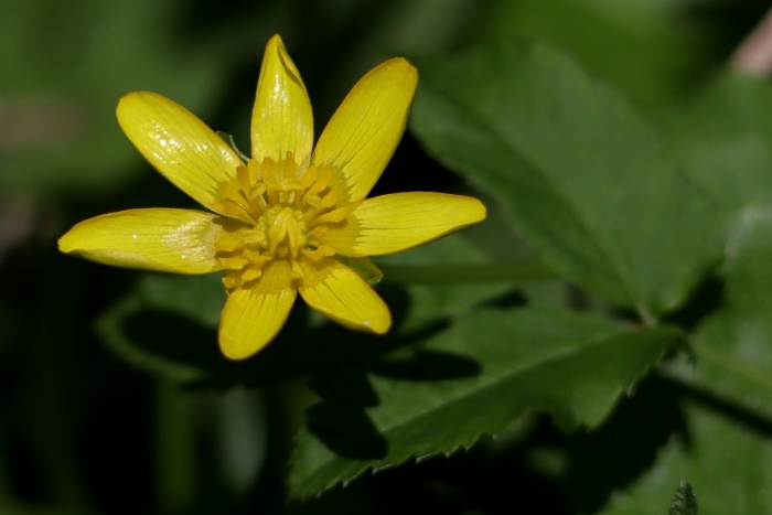 Lesser celandine