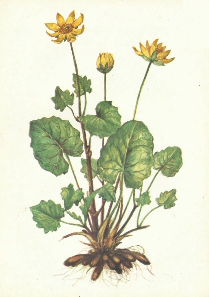 Чистяк растение