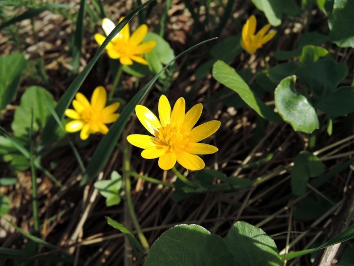 Ranunculus ficaria aurantiacus