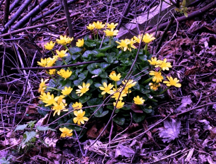 Чистяк весенний ficaria verna