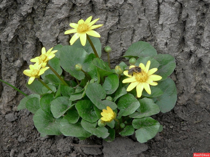 Чистяк весенний ficaria verna