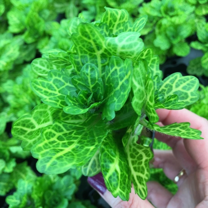 Трихокоронис ривулярис