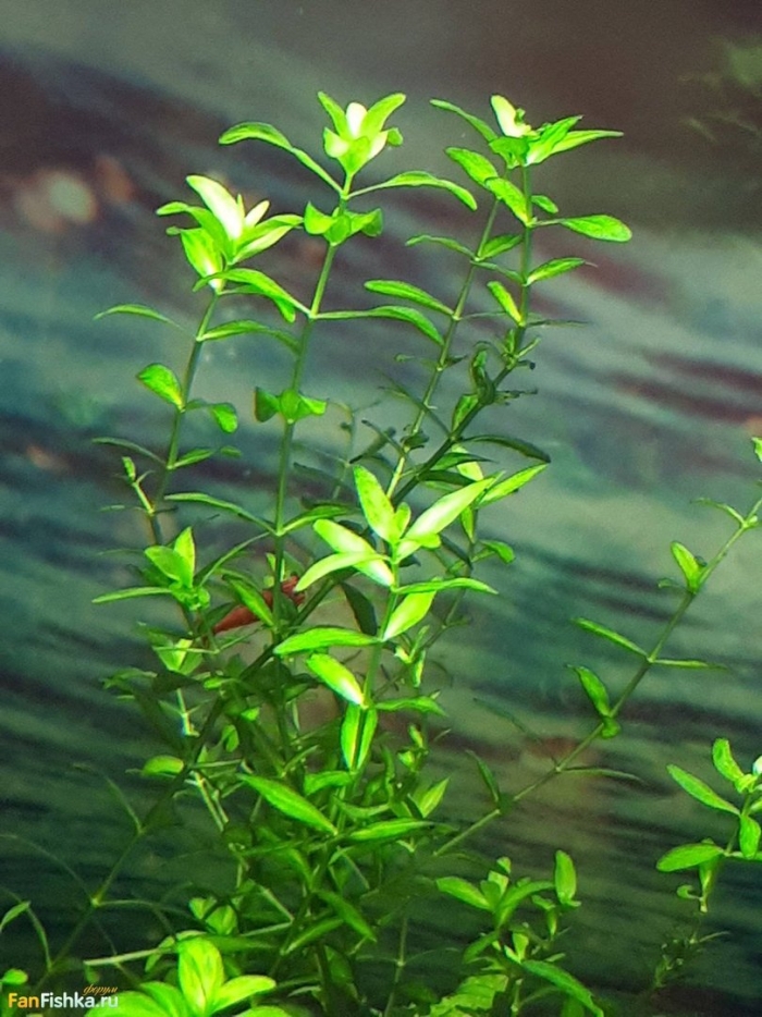 Хемиантус микрантемоидес