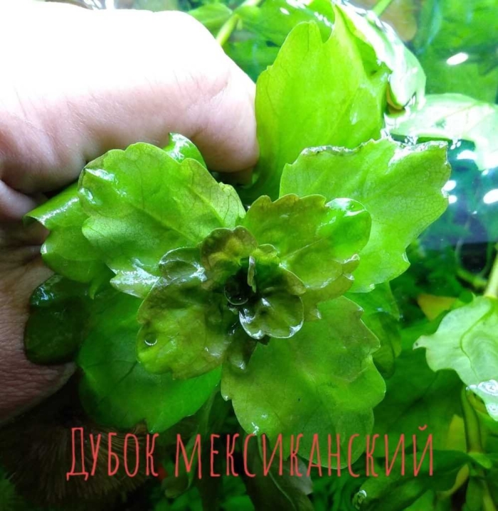 Дубок мексиканский аквариумное