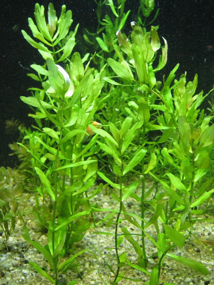 Мексиканский дубок аквариумное растение