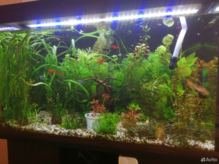 Аквариум травник 100 литров