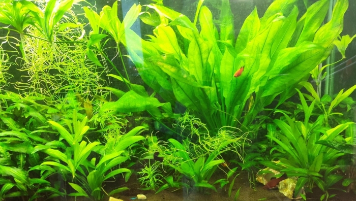 Эхинодорус амазонский (echinodorus amazonicus)