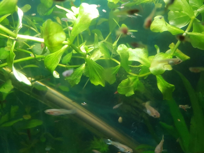 Бакопа каролинская аквариумное растение