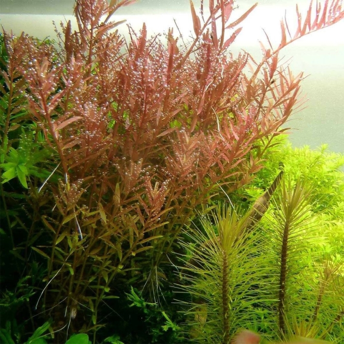 Ротала круглолистная аквариумное