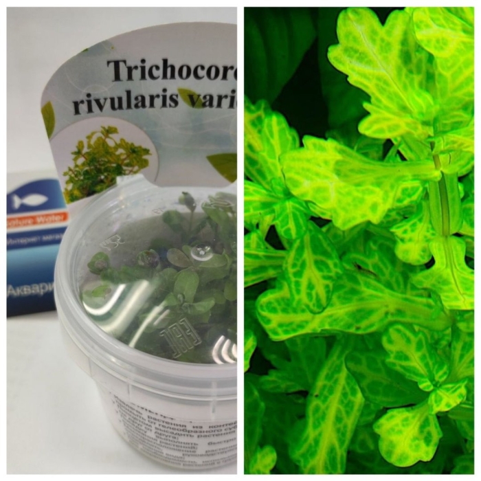 Гигрофила многосеменная мраморная