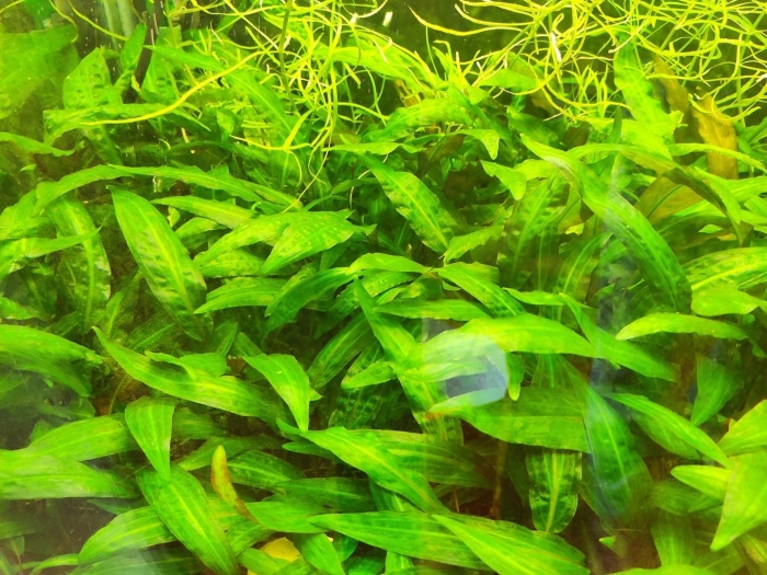 Эхинодорус хамелеон зелёный