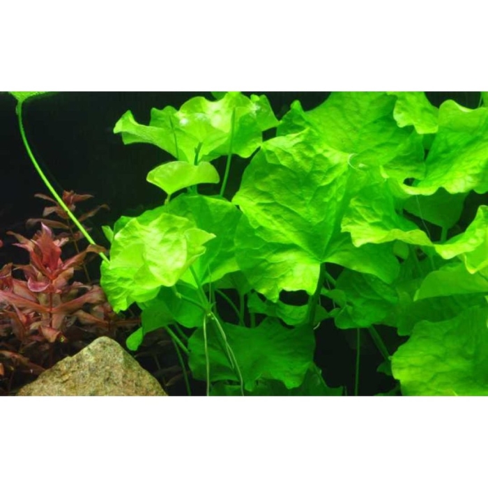 Нимфоидес флиппер аквариумное растение