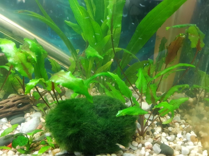 Криптокорина вендта аквариумное
