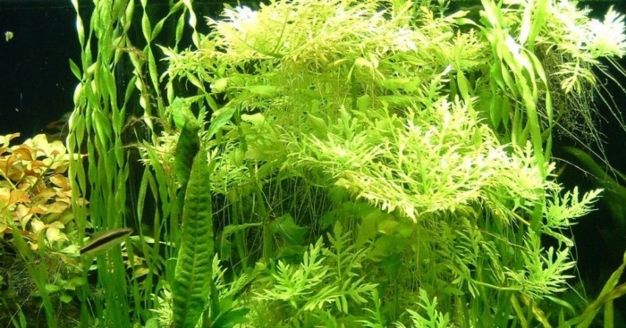 Гигрофила аквариумное растение