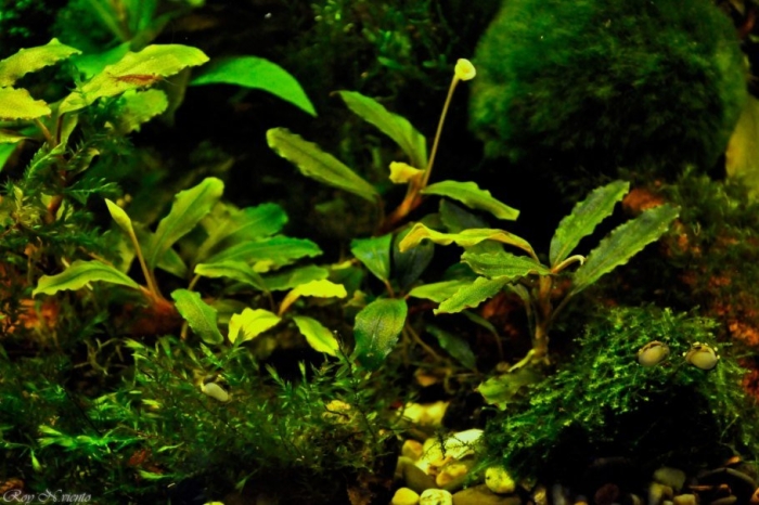 Буцефаландра  кедаганг - bucephalandra sp. kedagang