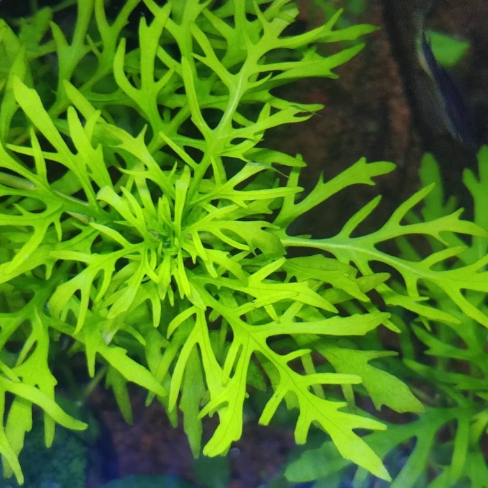 Гигрофила вайс грюн