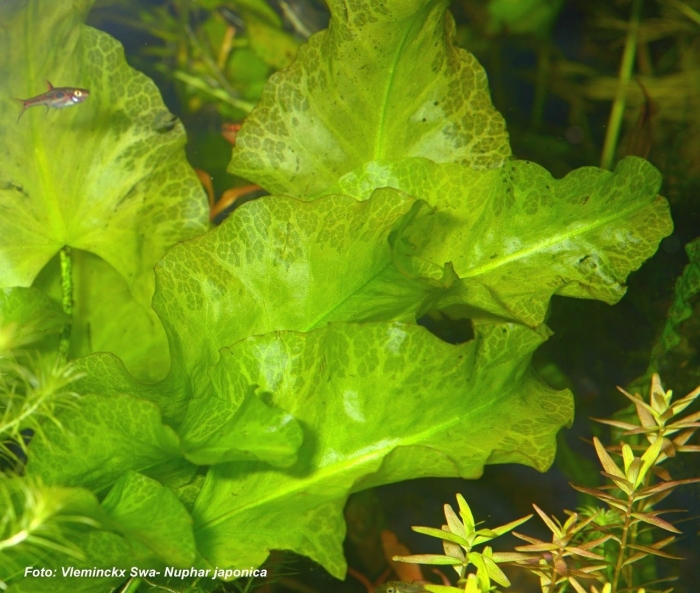 Мексиканский дубок аквариумное растение