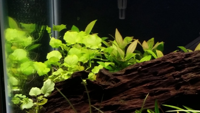 Кардамин аквариумное растение